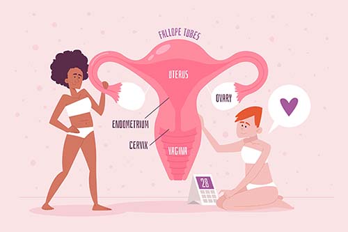 diagram-of-uterus